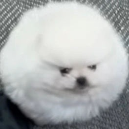 금쪽이