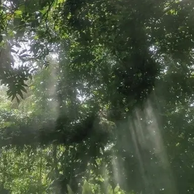 Profile image of 공룡