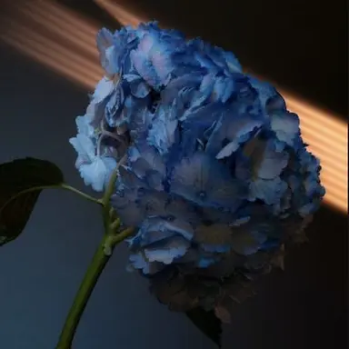 Profile image of 잠뜰