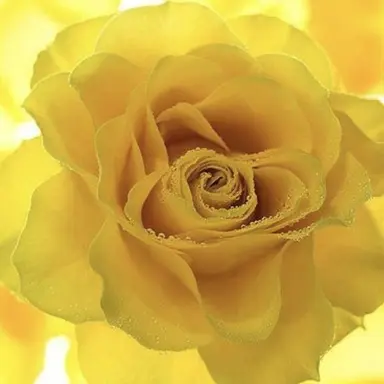 Profile image of 각별