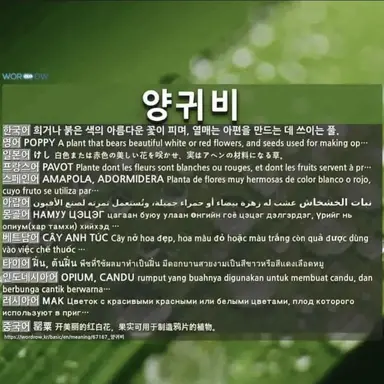 Profile image of 파피