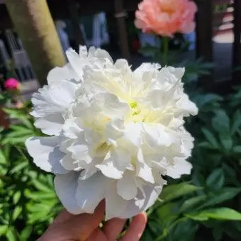Profile image of 라더