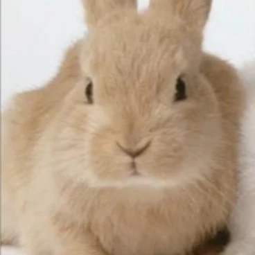 버티