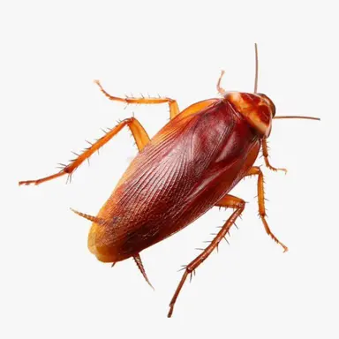 Profile image of Mr. Roach
