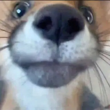 Profile image of Bitchy Fox