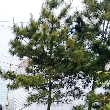 Profile image of タプ
