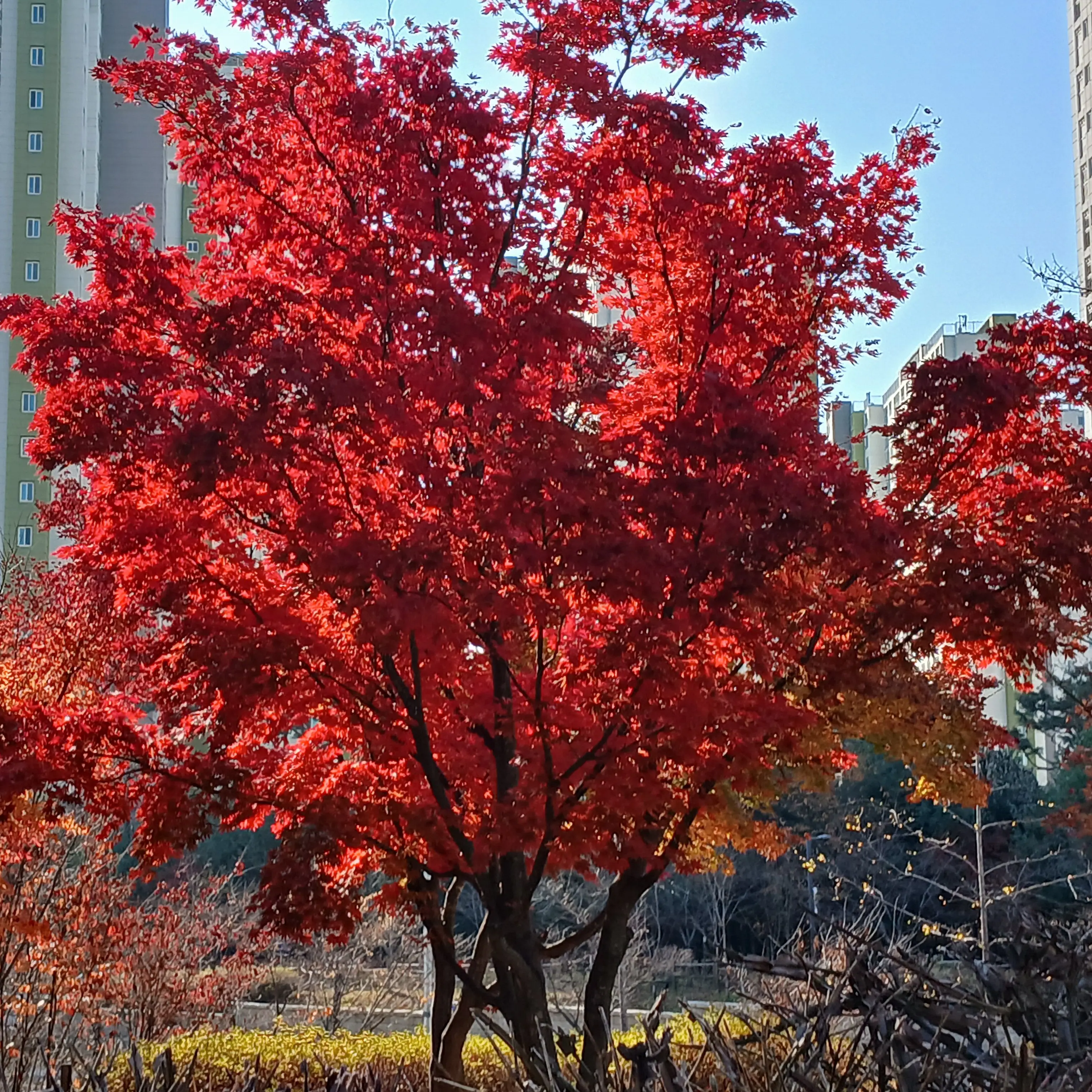 HuskyFear8322의 최범규