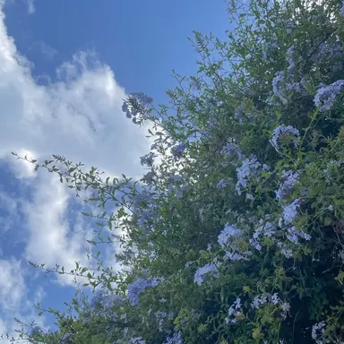 Profile image of 파랭이