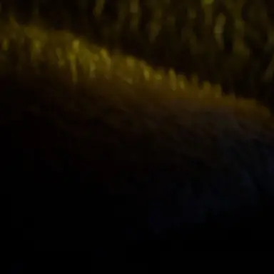 Profile image of 日帝