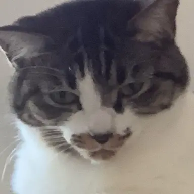 Profile image of ぬこ
