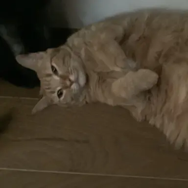Profile image of ねこ