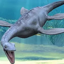 Profile image of 네시