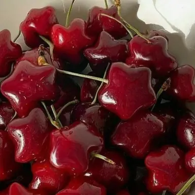 Profile image of 코요 템페스트