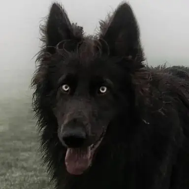 Profile image of Orion