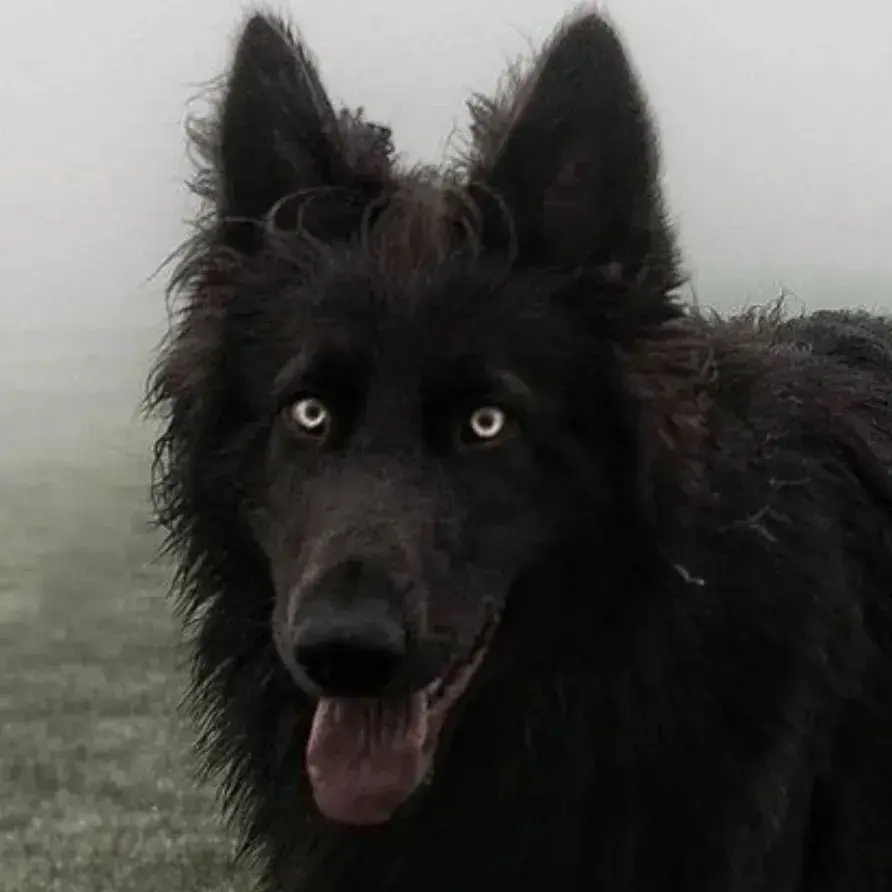 PotentKnob2762의 Orion_dog