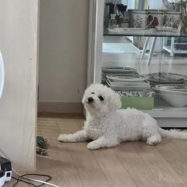 Profile image of 몽실이