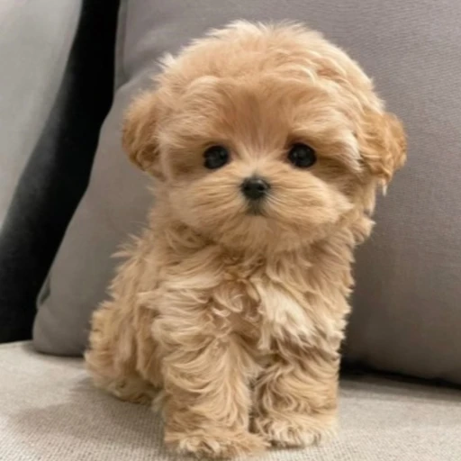 강아지