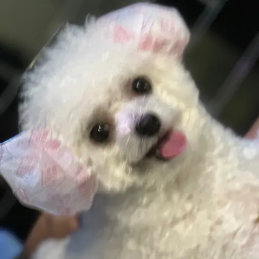 eseocute의 송하늘