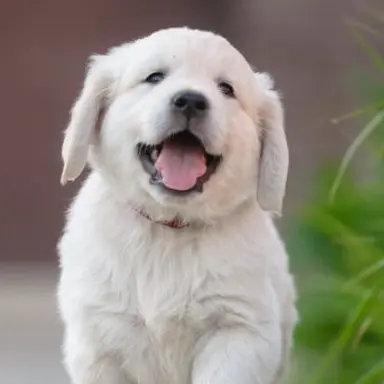 Profile image of 호미