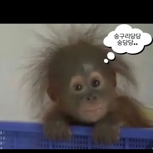 SassyJade5022의 당신을 좋아하는 몽키