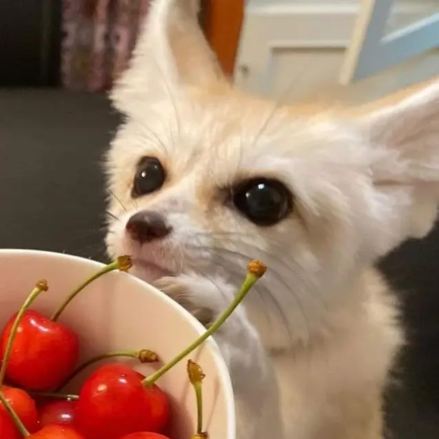 1030g_의 キツネ系彼氏