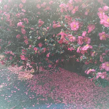 Profile image of 채밤비