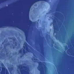 Profile image of 연이