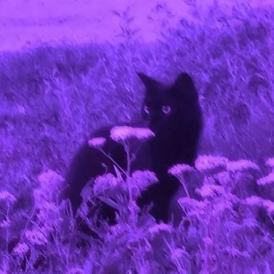 Profile image of Otto Rainy