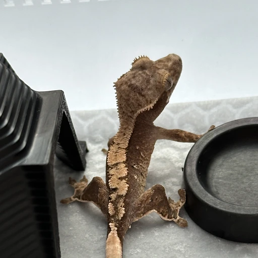 이흰둥
