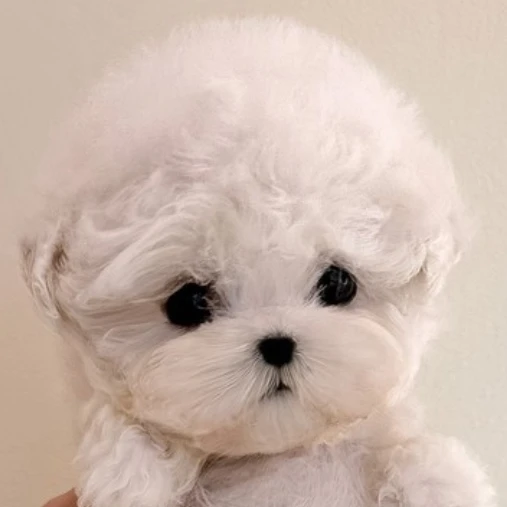 버려진 강아지