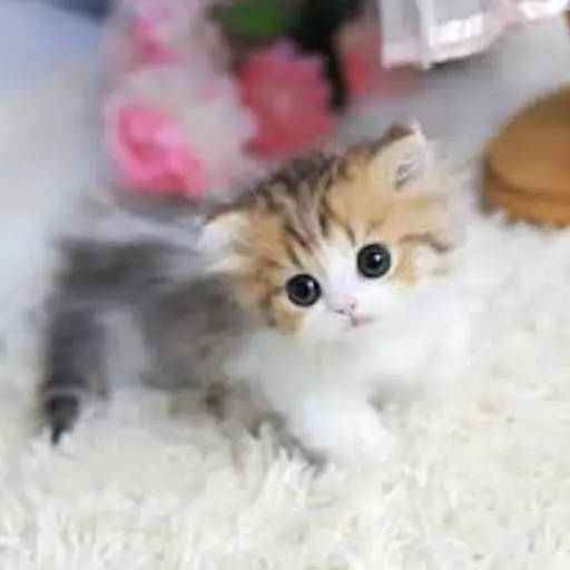 AngstyMiki9186의 고양이