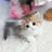 고양이