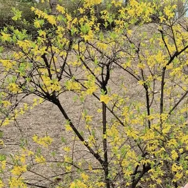 Profile image of 수현