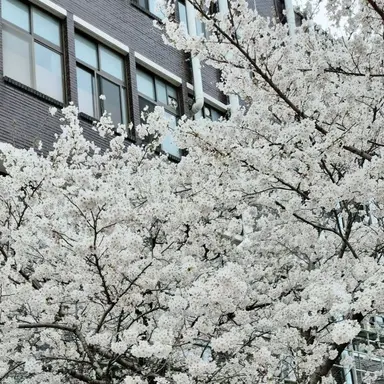 Profile image of 공룡