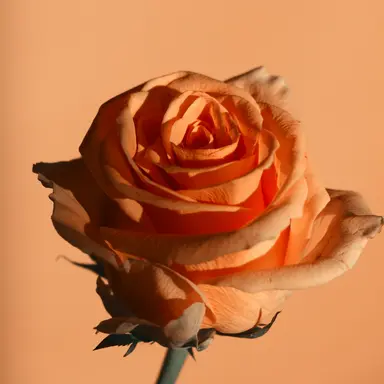 Profile image of 코마