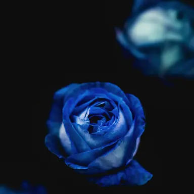 Profile image of 행크