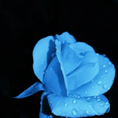 Profile image of 예엥