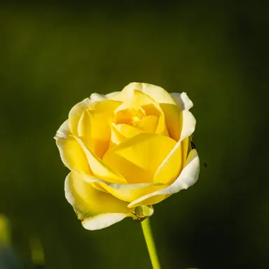 Profile image of 쪼만
