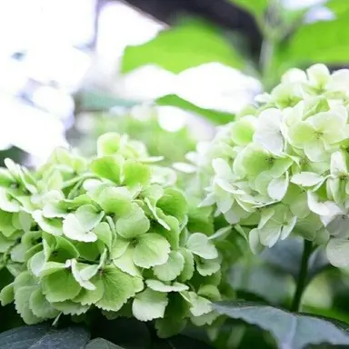 Profile image of 공룡