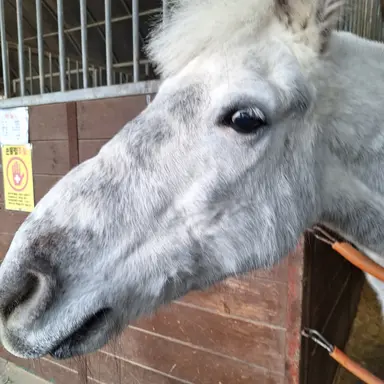 Profile image of 구름이