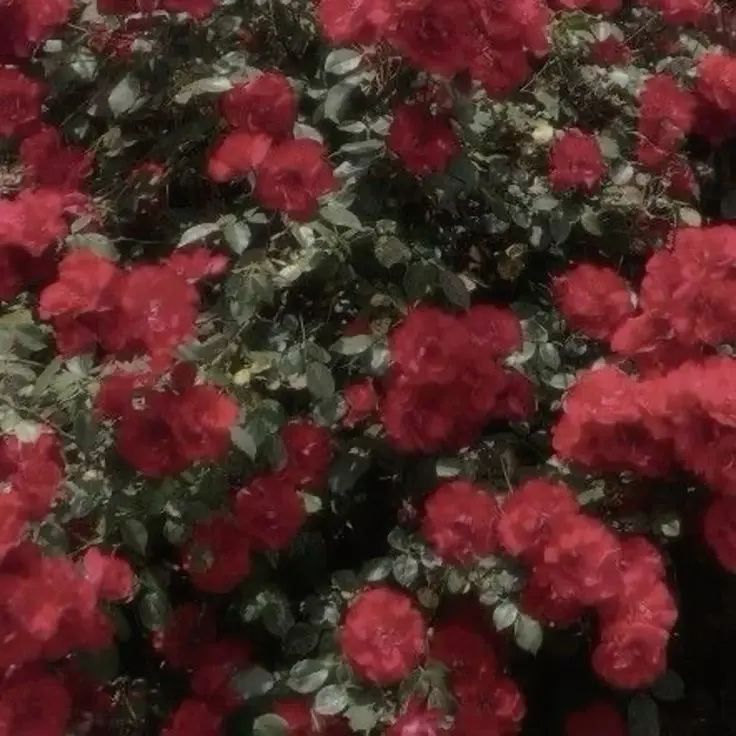 H1karabita_n1nz1n의 保健室