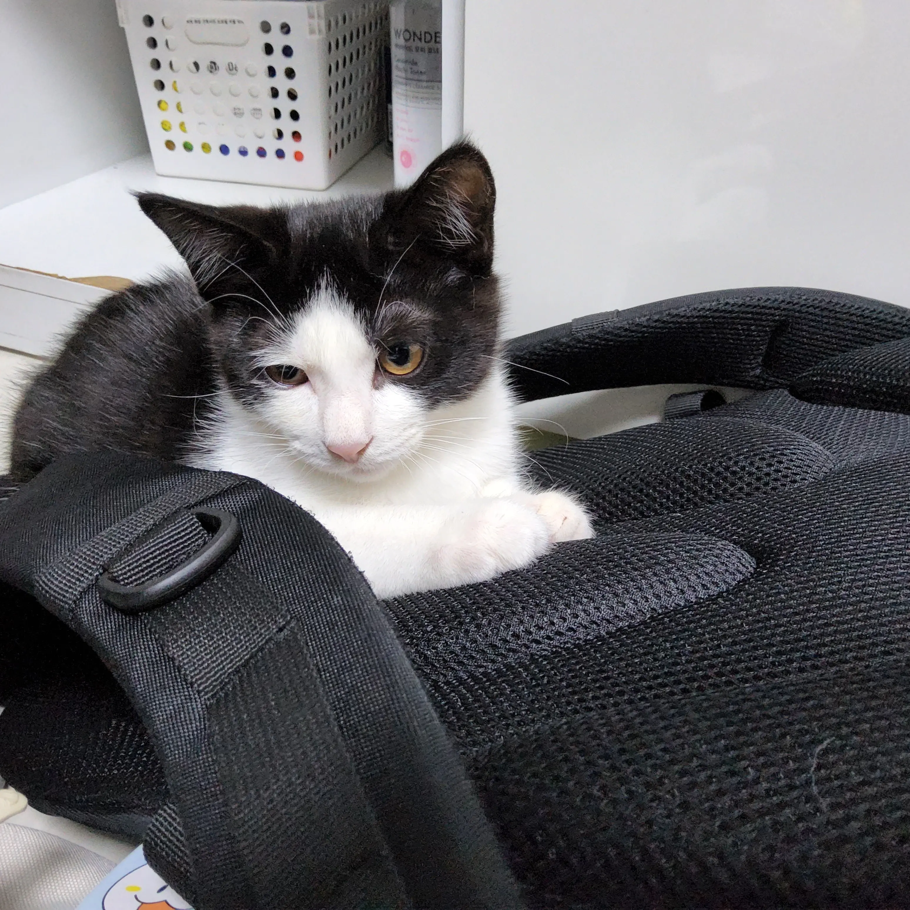 freeze0120의 주인장의 고양이와 대화해보세요