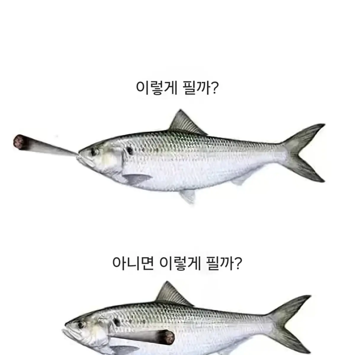 BitterApple의 프로필 테스트
