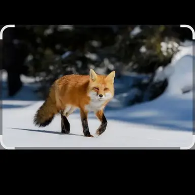 Profile image of 여우