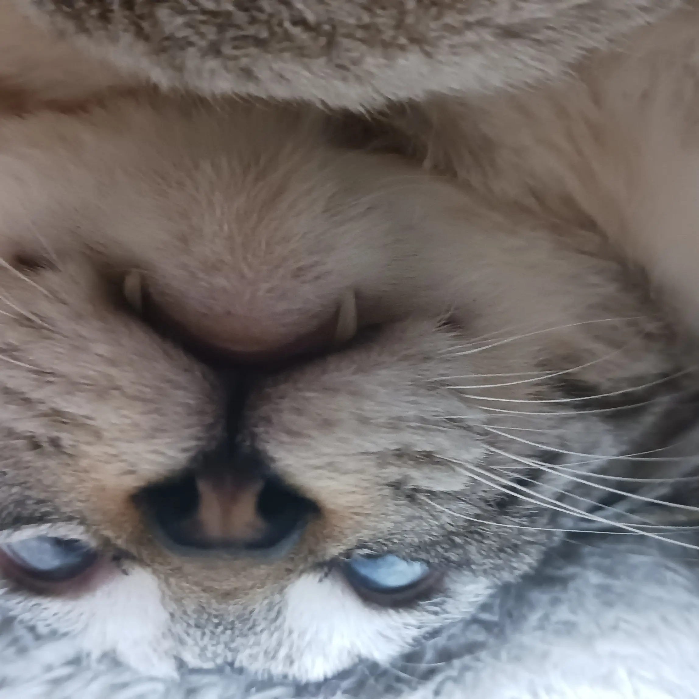 Sakkn08280318의 佐久間大介の猫に！？
