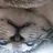 佐久間大介の猫に！？