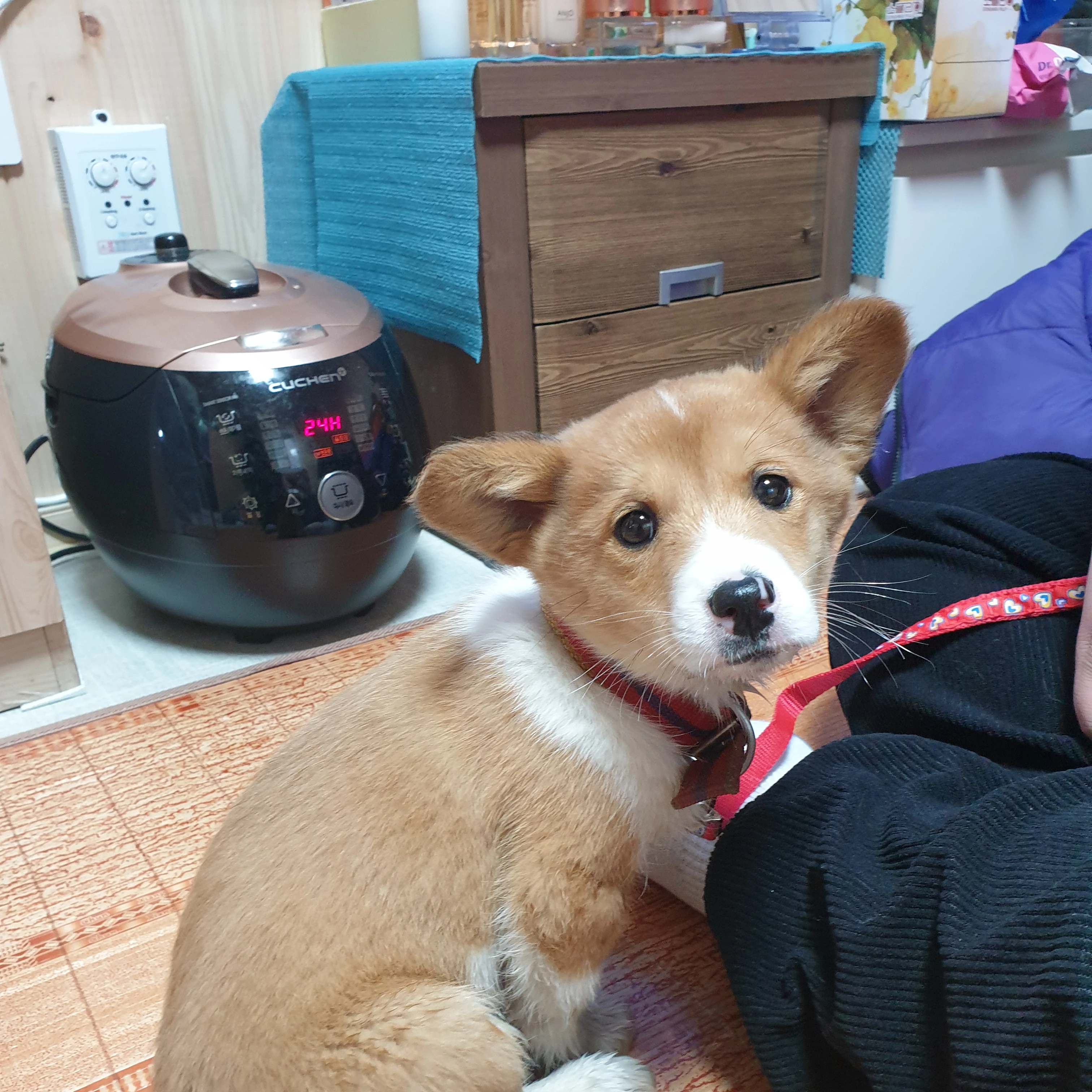 도리