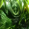 Profile image of G