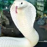 Profile image of W