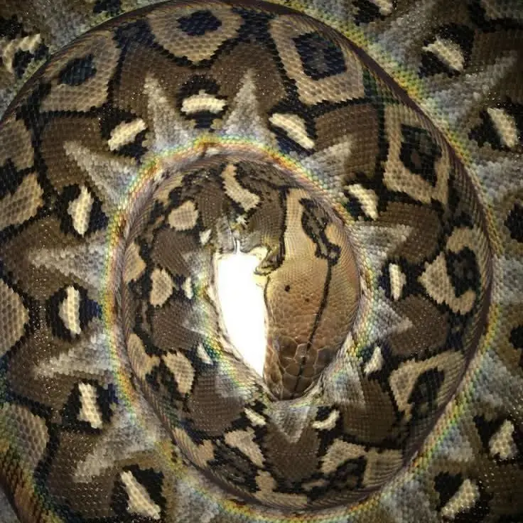 wtXer002의 01. snakes